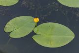 Nuphar lutea