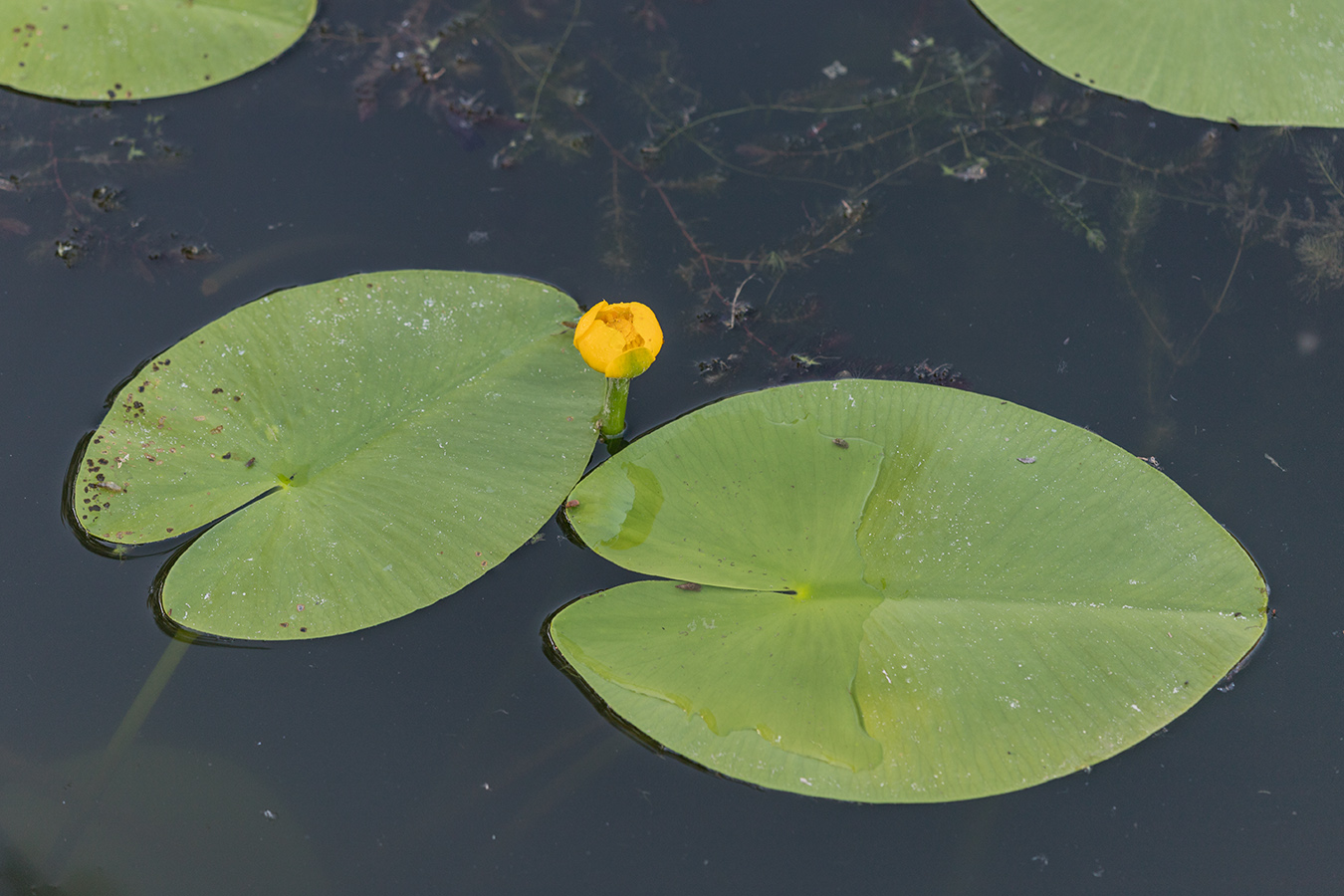 Изображение особи Nuphar lutea.