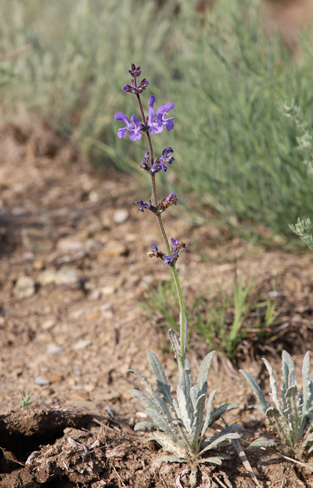 Изображение особи Salvia canescens var. daghestanica.