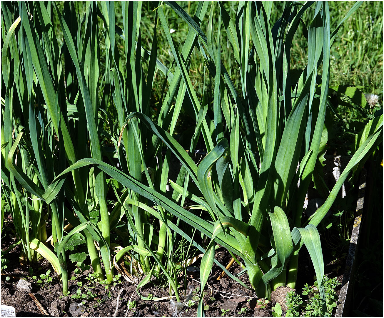 Image of Allium porrum specimen.