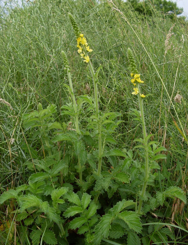 Изображение особи Agrimonia eupatoria.