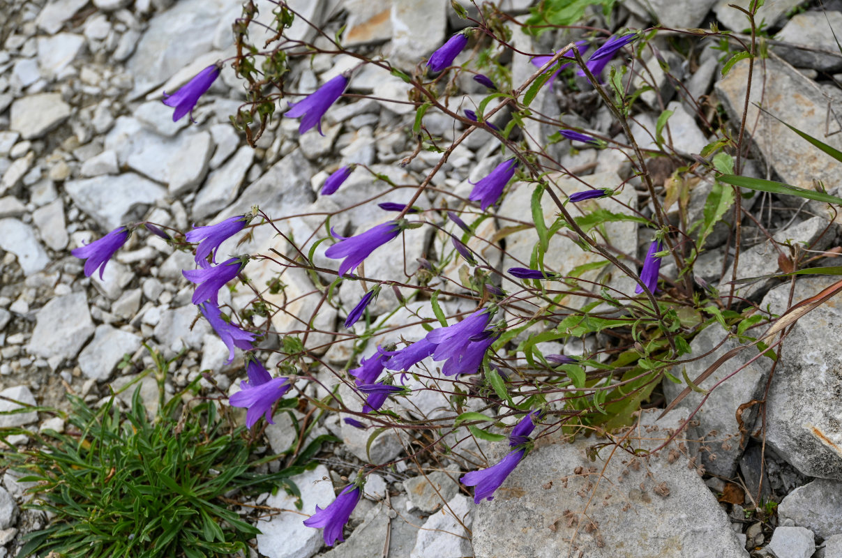 Изображение особи Campanula hohenackeri.