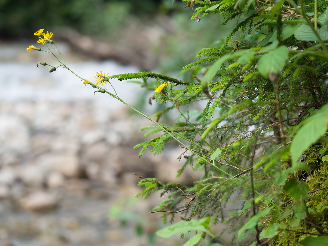 Изображение особи род Hieracium.