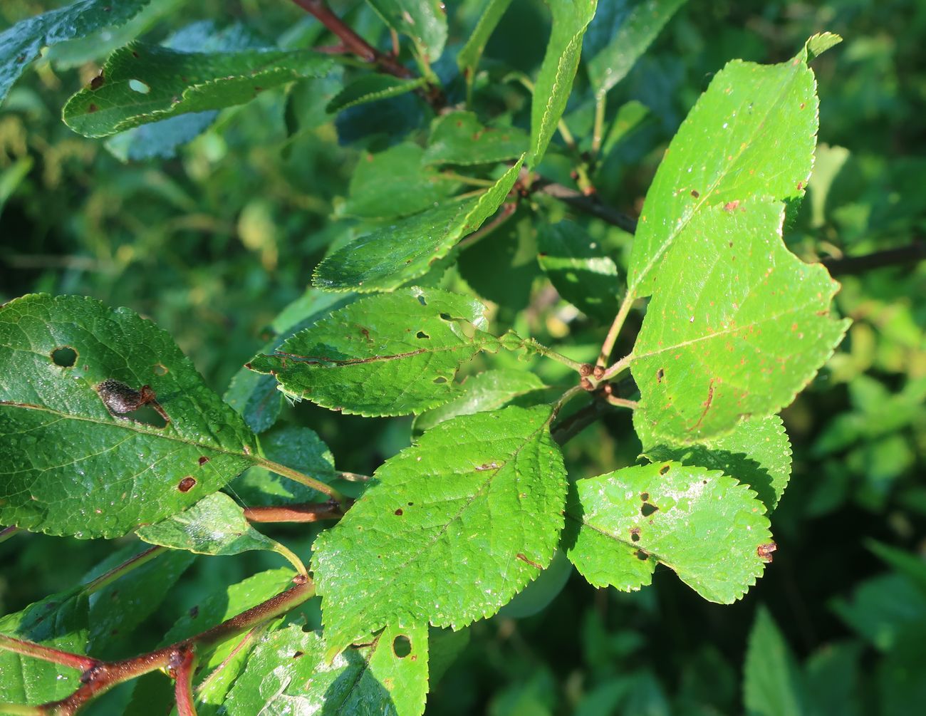 Изображение особи Prunus insititia.