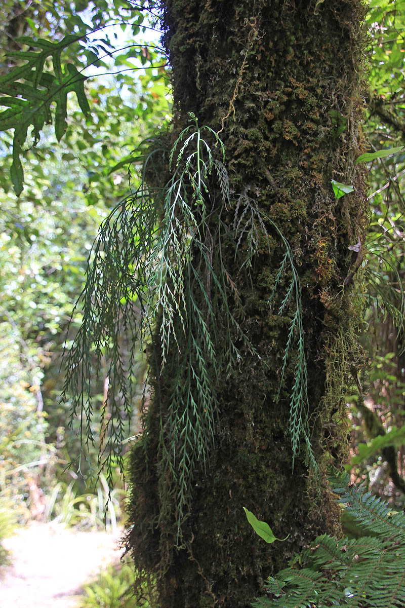 Image of Asplenium flaccidum specimen.