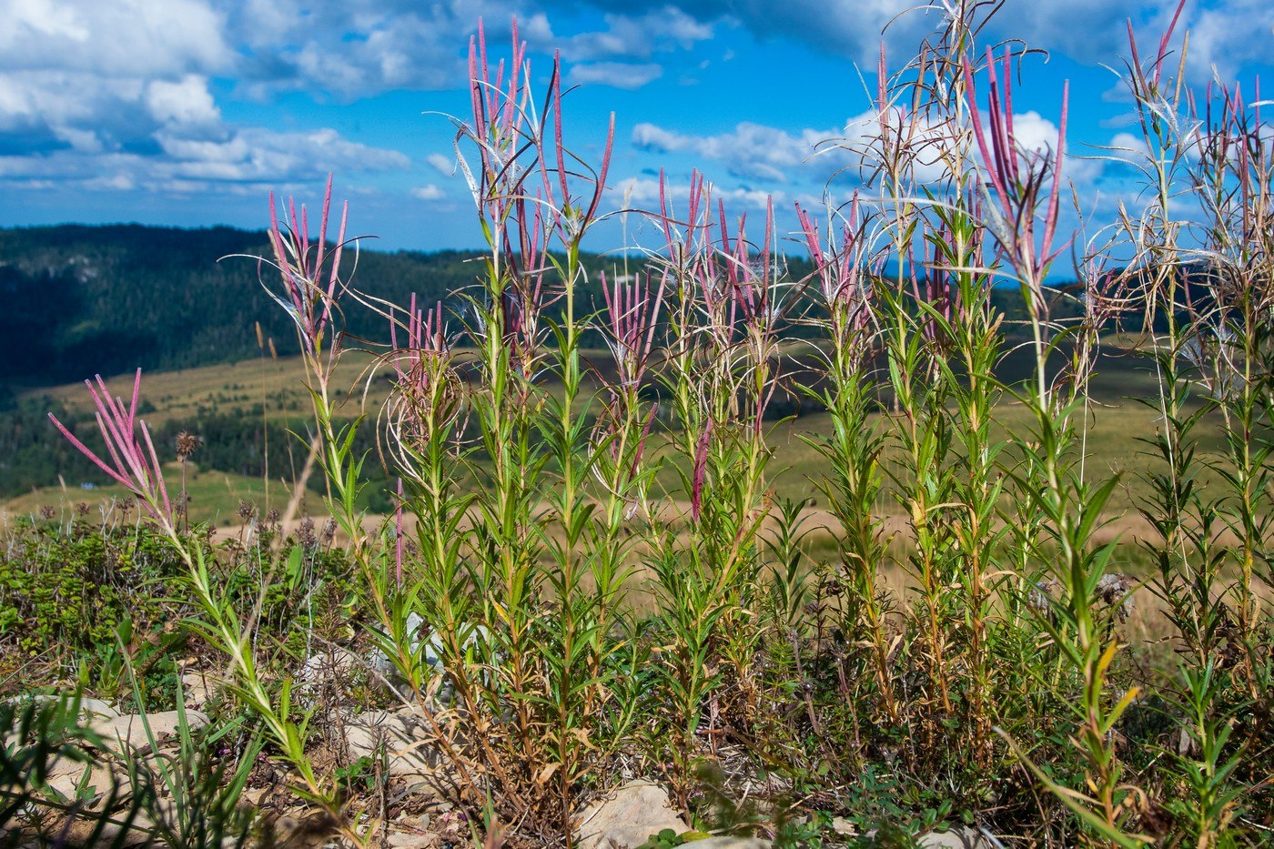 Изображение особи род Epilobium.