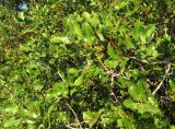 Quercus coccifera