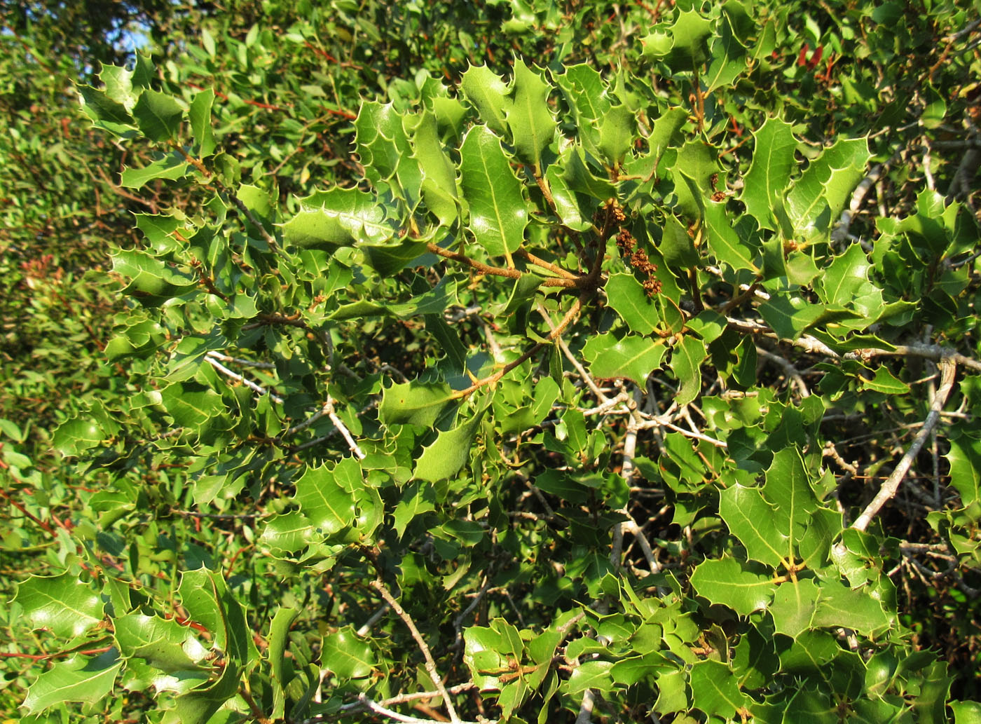 Изображение особи Quercus coccifera.