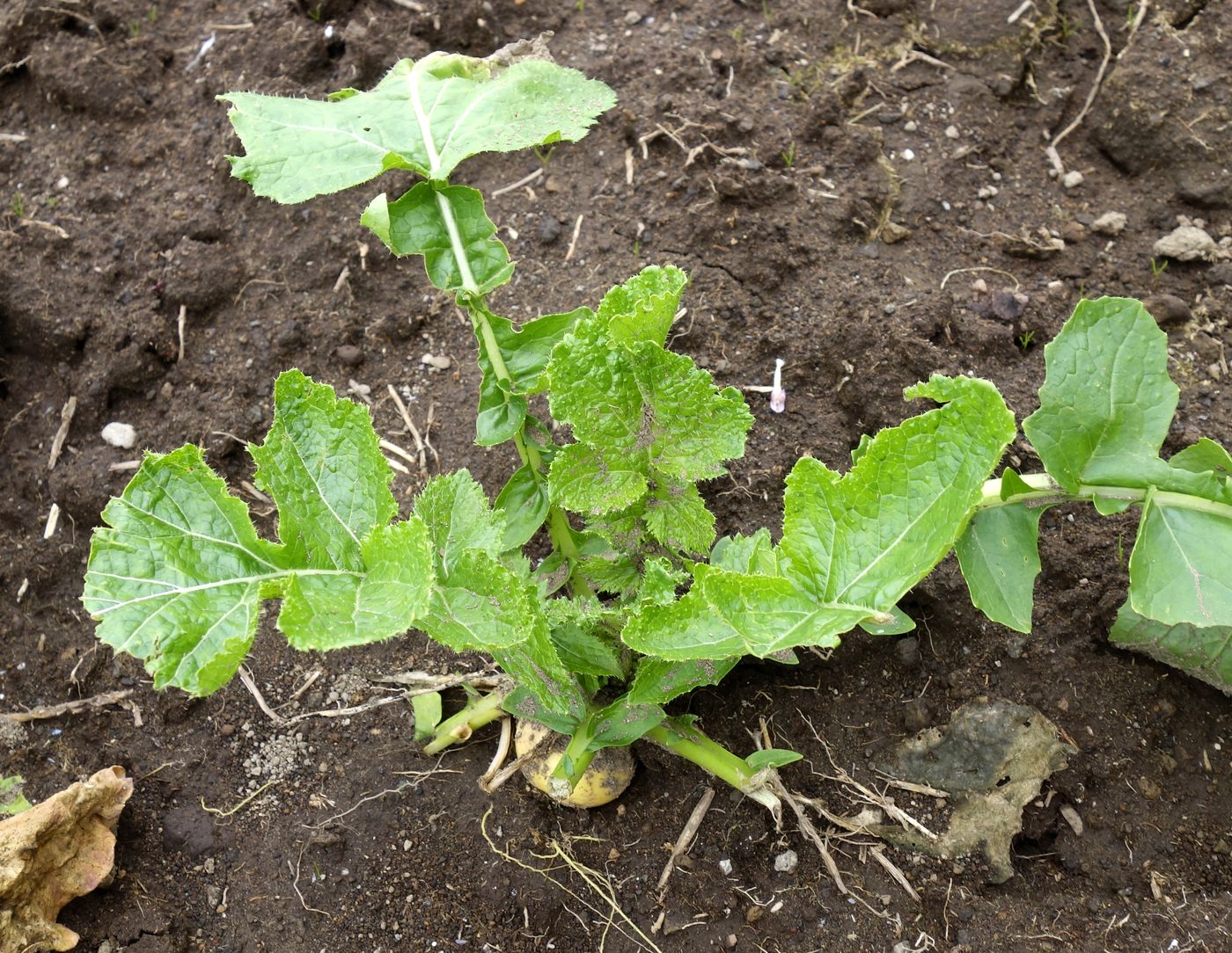 Изображение особи Brassica rapa.