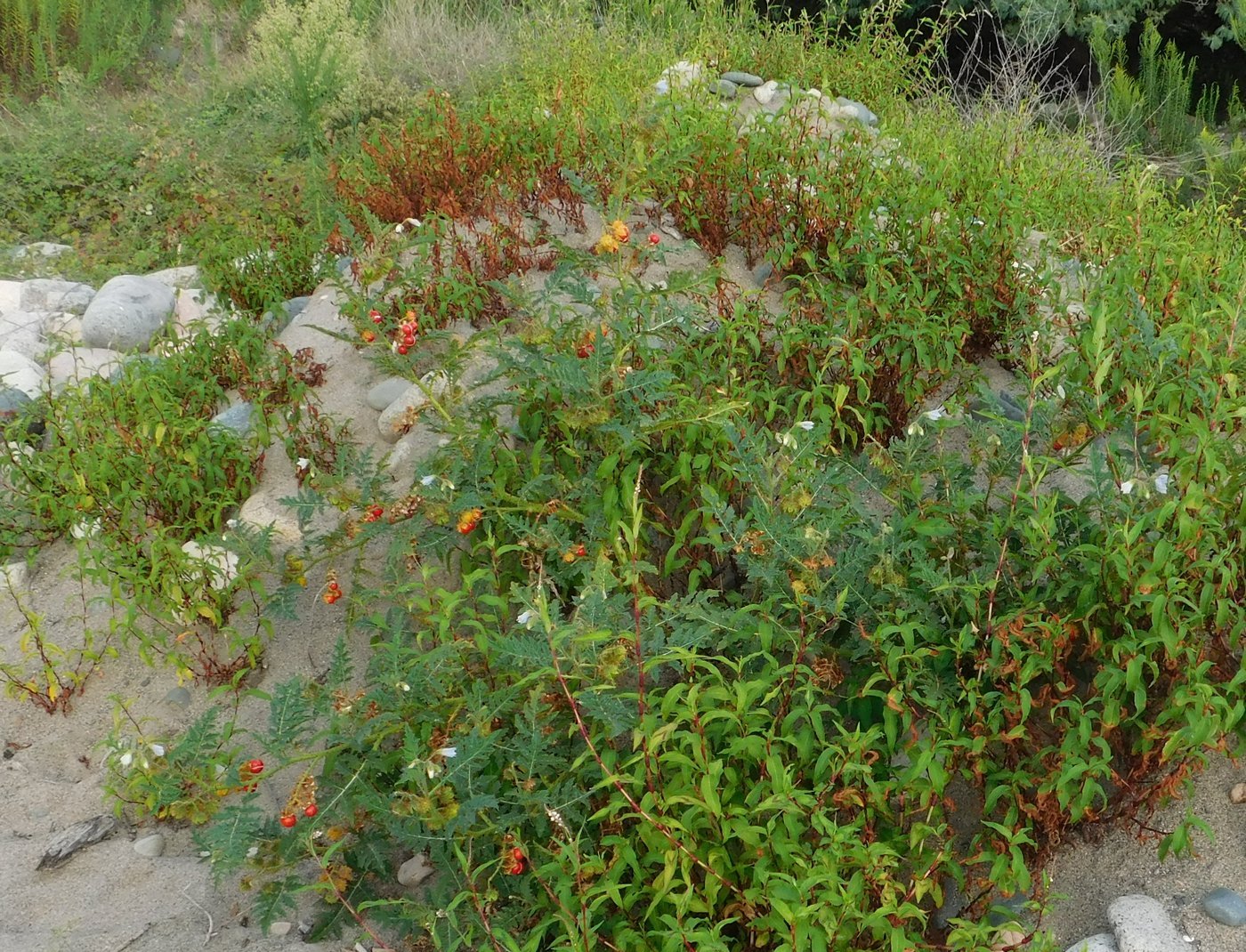 Изображение особи Solanum carolinense.