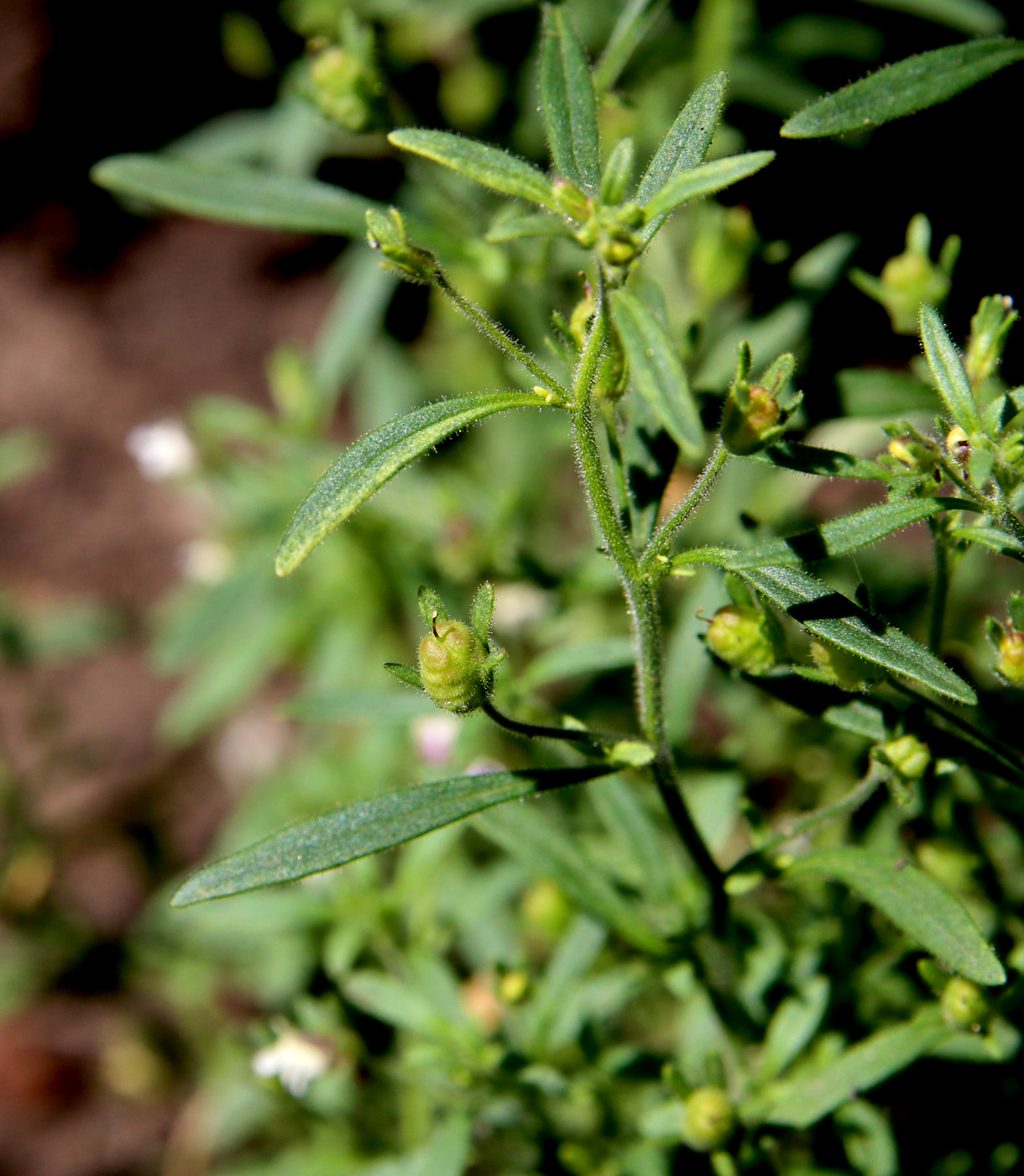 Image of Chaenorhinum minus specimen.