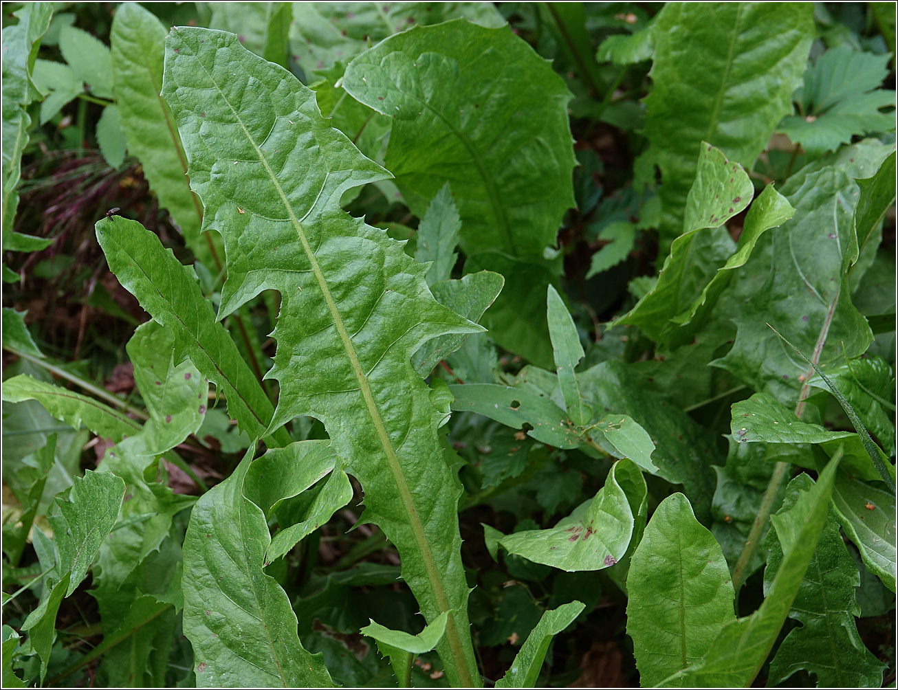 Image of Taraxacum officinale specimen.