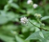 Dipsacus pilosus