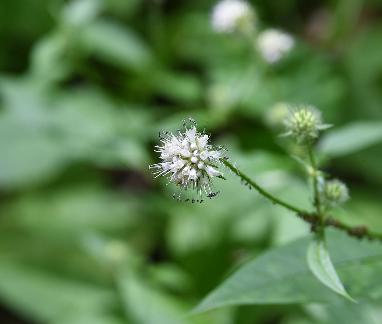 Image of Dipsacus pilosus specimen.