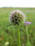 Scabiosa comosa