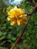 Kerria japonica var. pleniflora