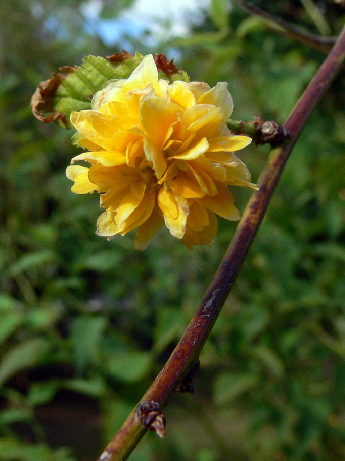 Image of Kerria japonica var. pleniflora specimen.