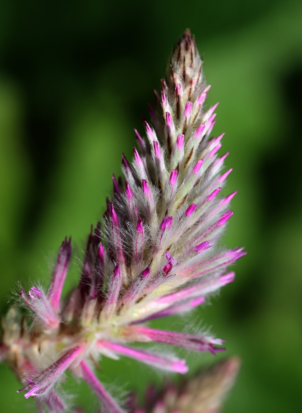 Изображение особи Ptilotus exaltatus.