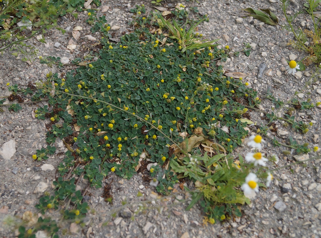 Image of Medicago lupulina specimen.