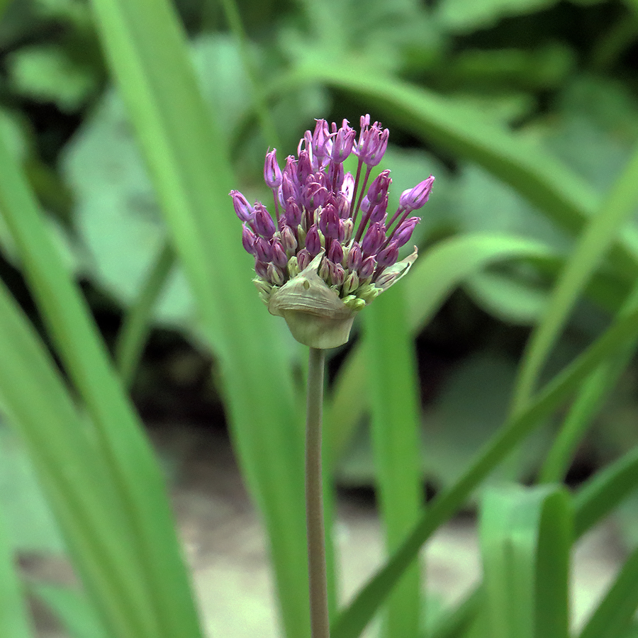 Image of Allium aflatunense specimen.