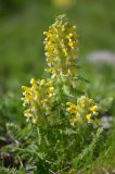 Pedicularis condensata. Цветущее растение. Республика Северная Осетия-Алания, Ирафский р-н, Большой Кавказ, хр. Чирх, левый борт ущелья Бартуидон, восточный склон хребта под перевалом Авсанау, ≈ 2970 м н.у.м., альпийский луг. 11.07.2021.