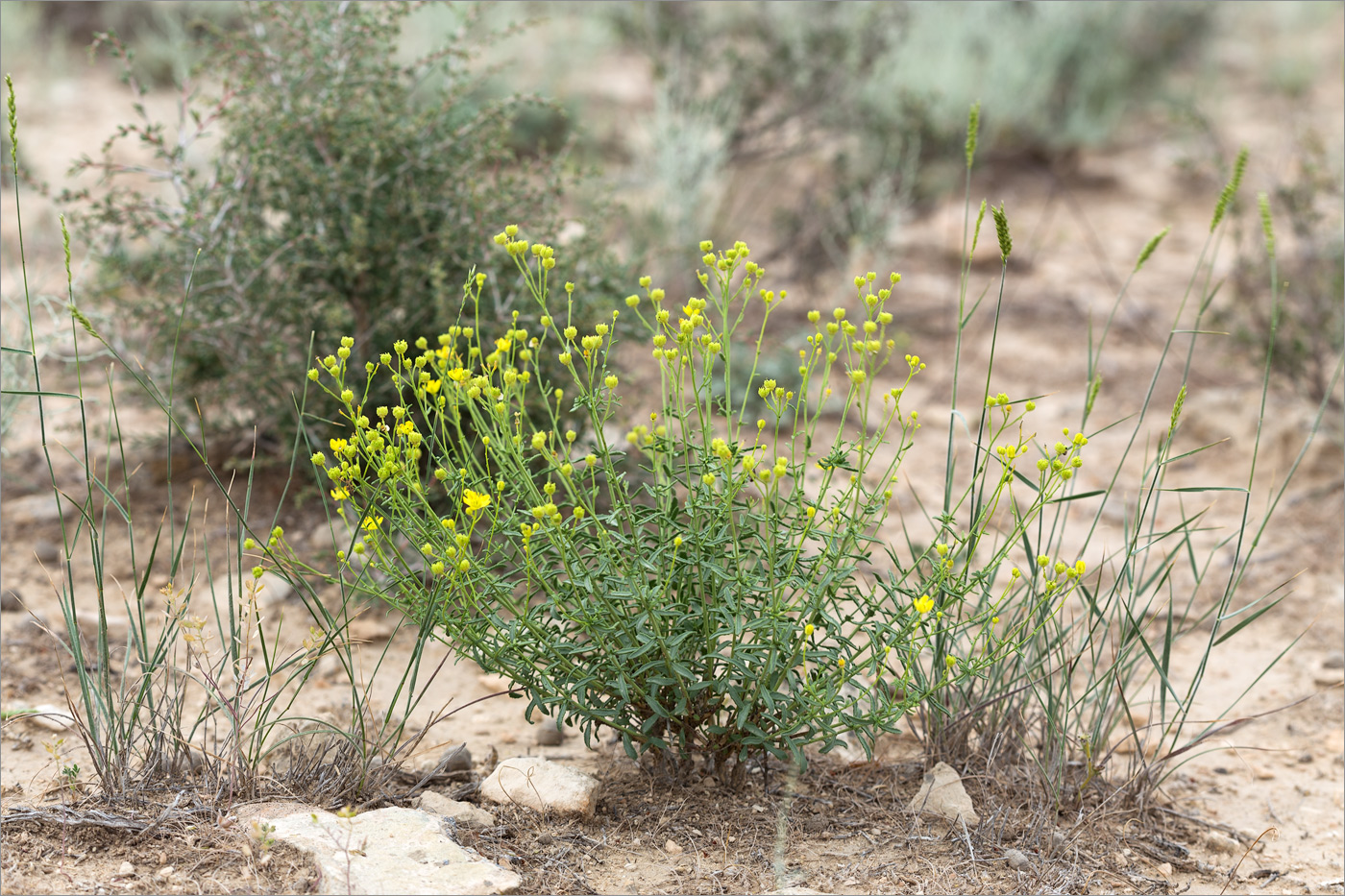 Image of Haplophyllum obtusifolium specimen.