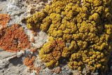 Candelariella vitellina