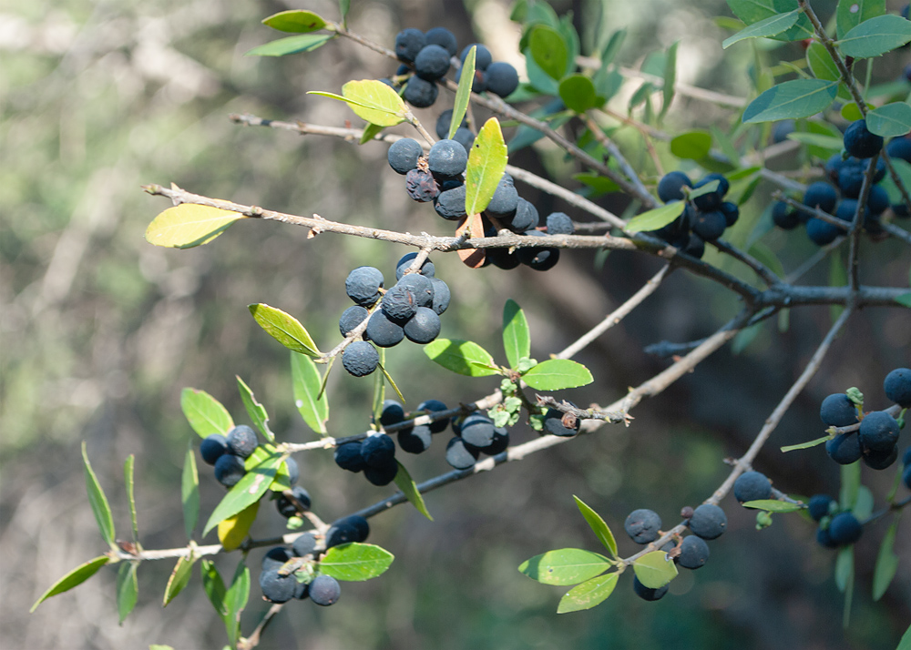 Image of Phillyrea latifolia specimen.