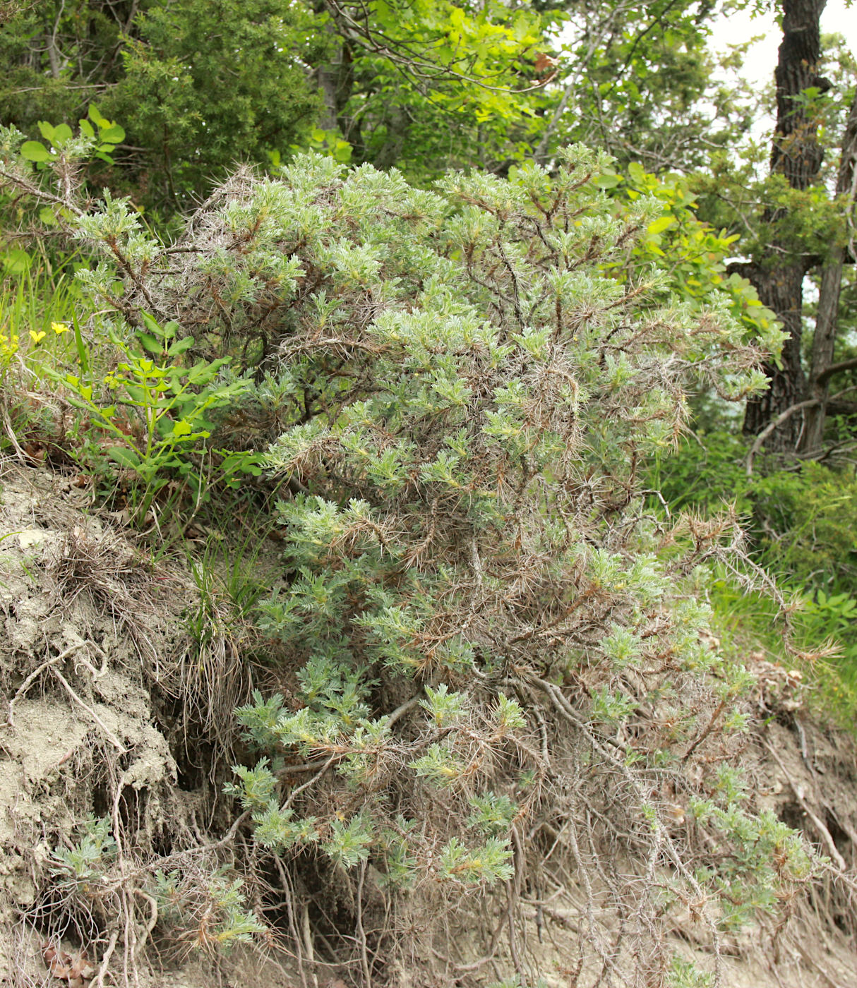 Image of Astragalus arnacanthoides specimen.