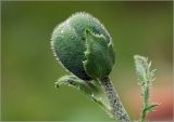 Papaver setiferum