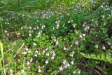 Linnaea borealis