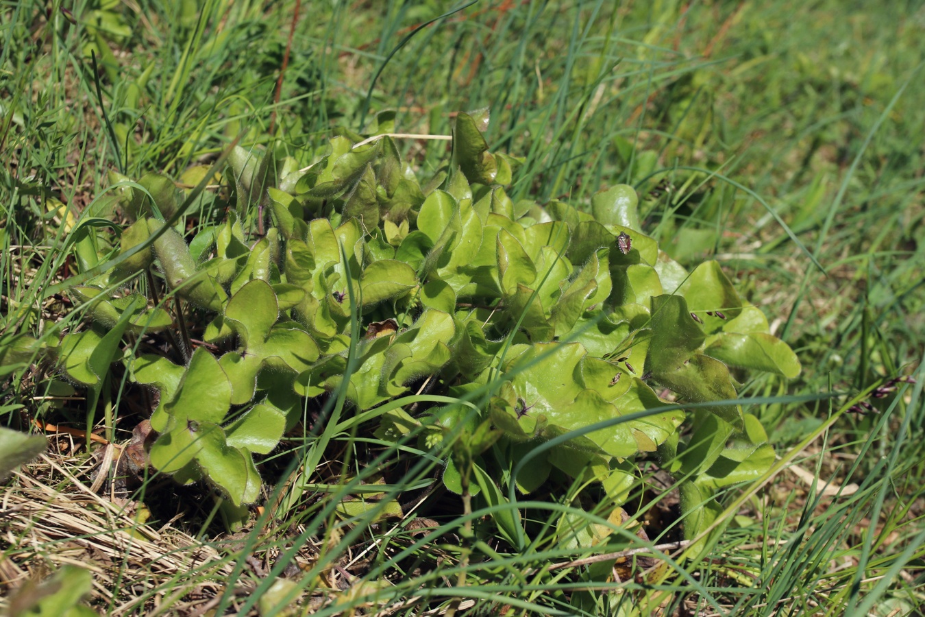 Image of Hepatica nobilis specimen.