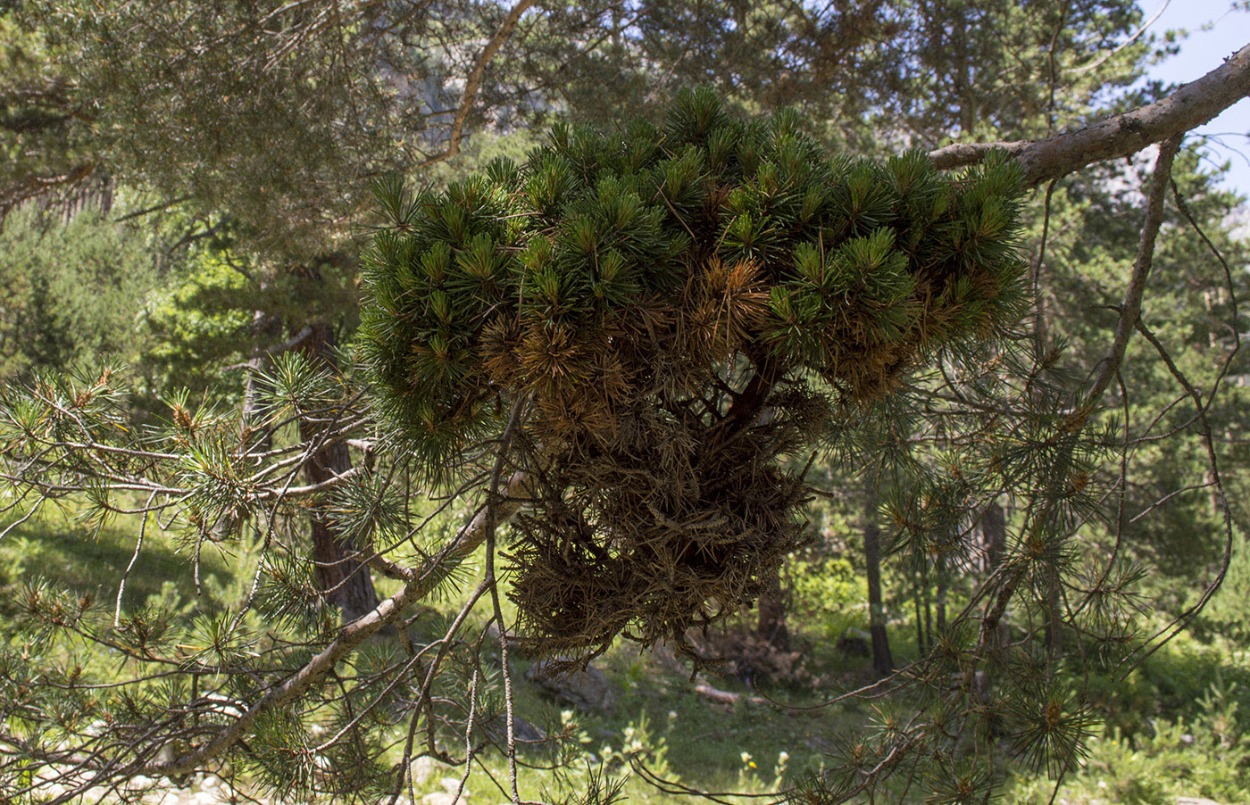 Image of Pinus sylvestris ssp. hamata specimen.