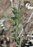 Echinops ruthenicus. Лист. Крым, Арабатская стрелка, окр. с. Соляное, закреплённые пески. 30 июля 2023 г.