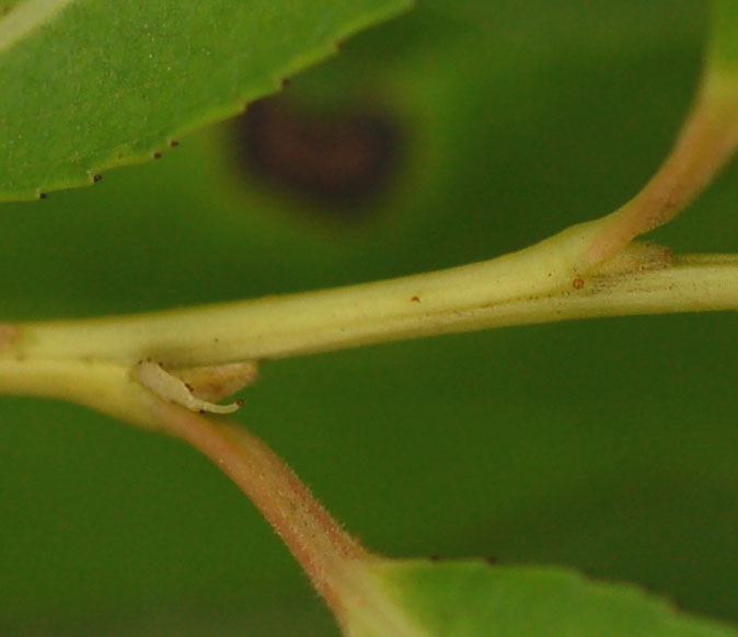 Изображение особи Salix pierotii.