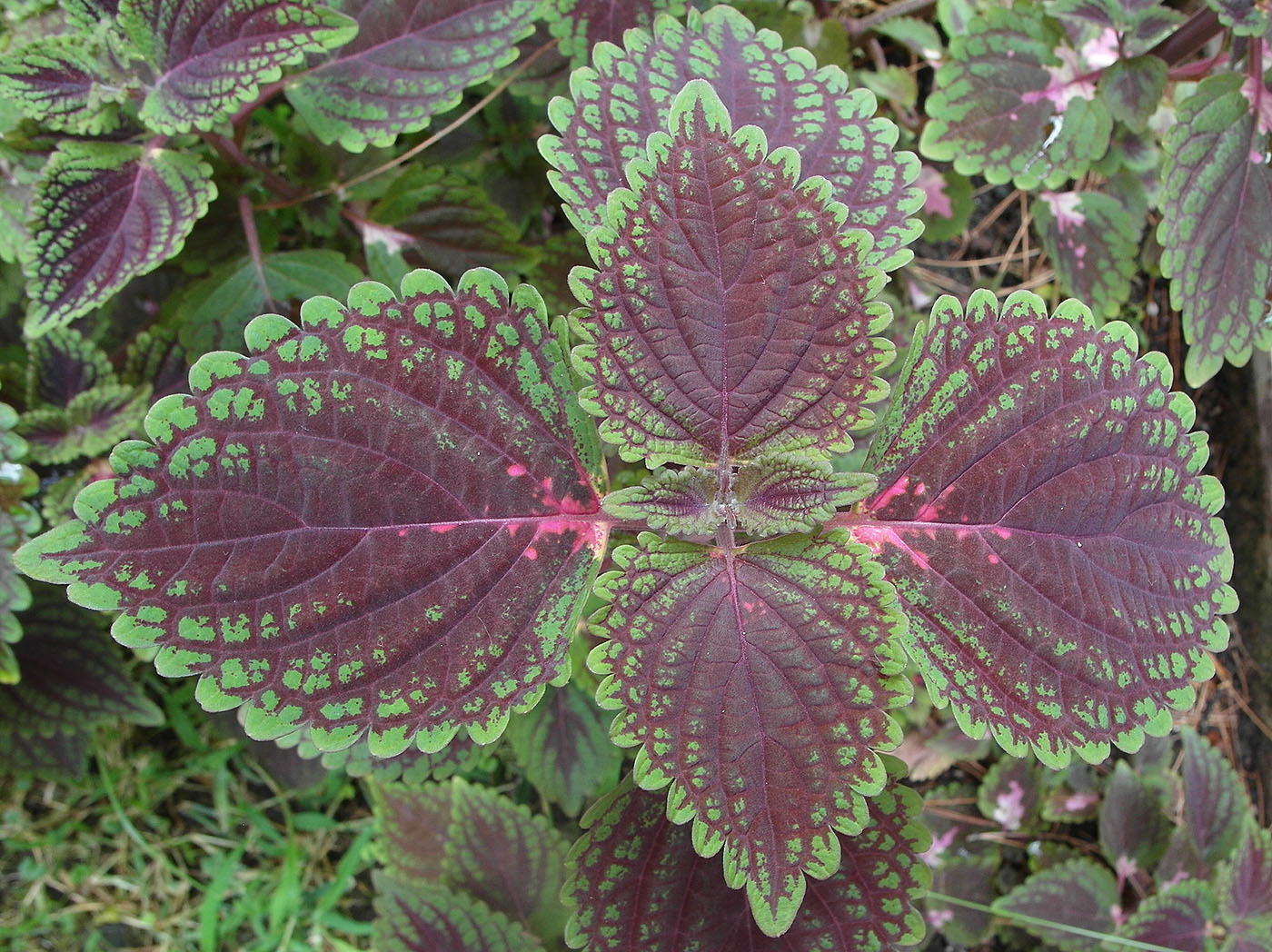 Изображение особи Coleus scutellarioides.