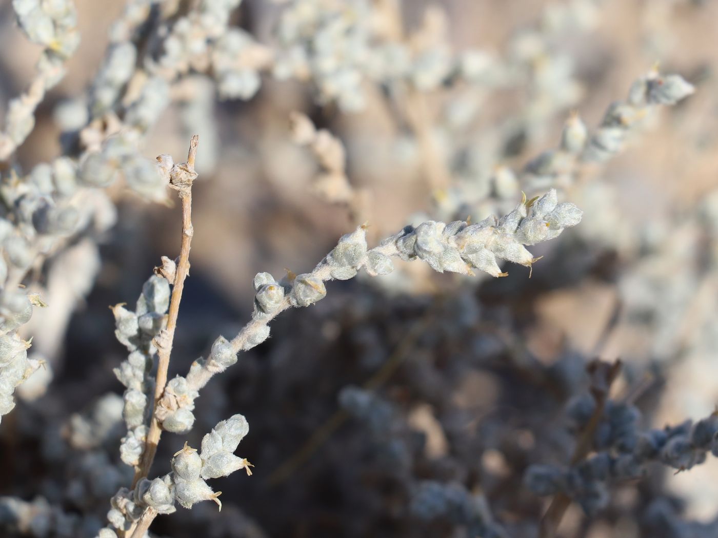 Image of Salsola gemmascens specimen.