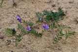 Vicia nervata