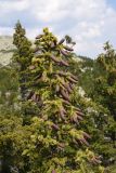 Picea obovata. Верхушка дерева с шишками. Челябинская обл., Златоустовский гор. округ, национальный парк \"Таганай\", ур. Долина Сказок. 6 июля 2023 г.
