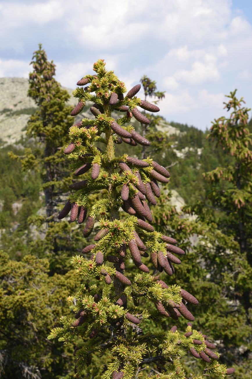 Изображение особи Picea obovata.