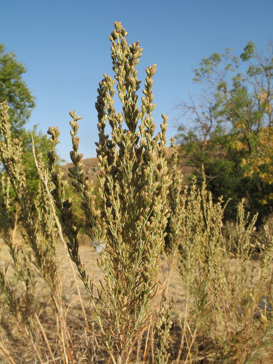 Изображение особи Artemisia karatavica.