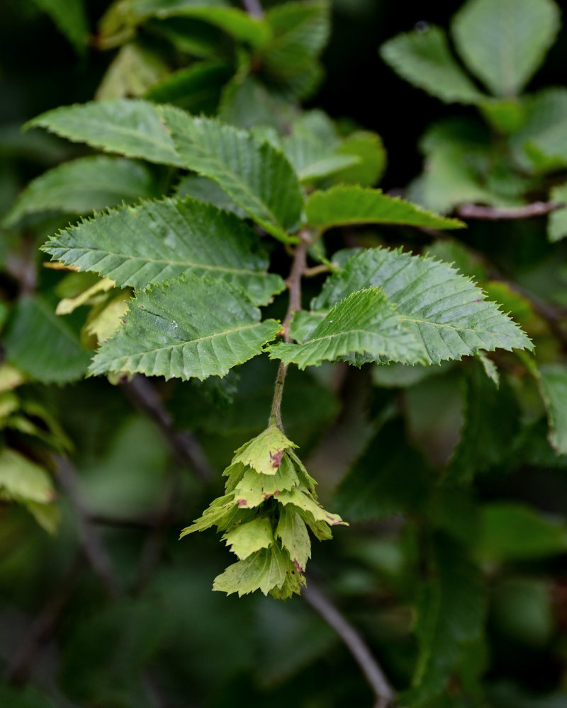 Изображение особи Carpinus orientalis.