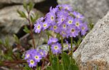 Primula algida