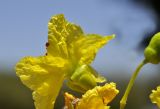 Parkinsonia aculeata