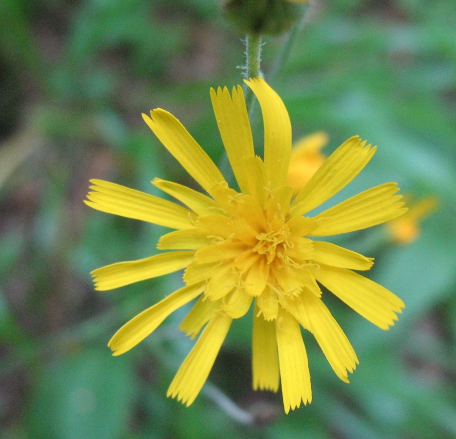 Image of Hieracium borodinianum specimen.