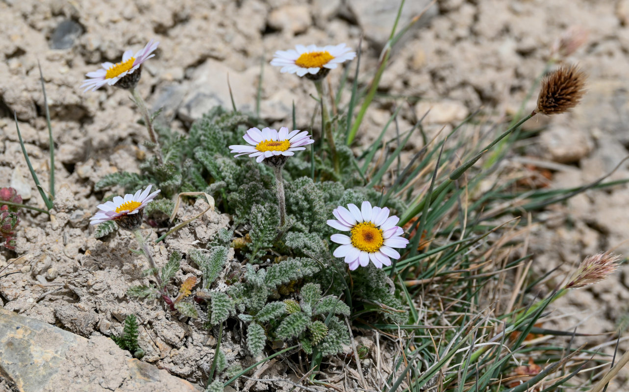 Image of Richteria pyrethroides specimen.