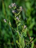 Lepidium latifolium. Верхушка побега с распускающимися соцветиями. Хакасия, Абакан, у дороги. 09.06.2022.