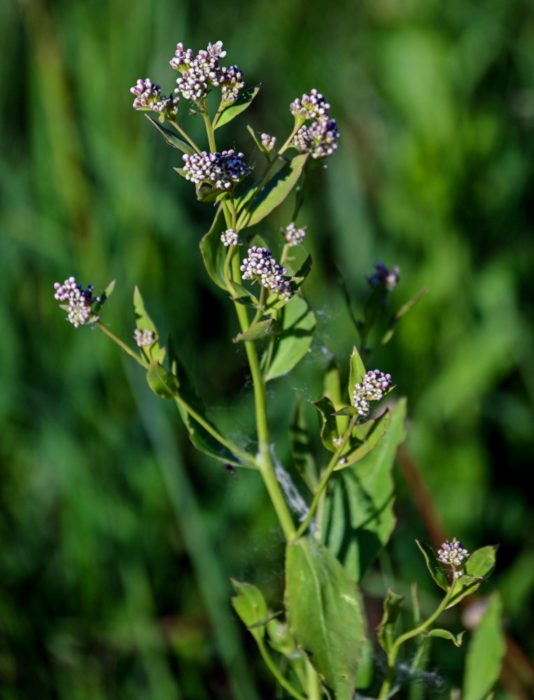 Изображение особи Lepidium latifolium.