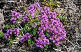 genus Thymus. Цветущие растения. Красноярский край, Таймырский Долгано-Ненецкий р-н, плато Путорана, водопад Китабо-Орон, поросший мхами и лишайниками каменистый склон. 26.07.2023.