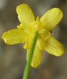 Ranunculus reptans